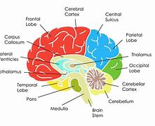Image result for 6 Sections of the Brain