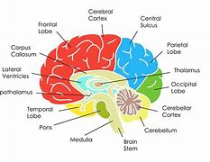 Image result for What Are the Parts of the Human Brain