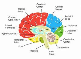 Image result for Anatomy Human Brain Functions