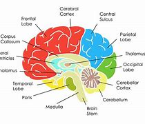 Image result for Human Brain Diagram Labeled