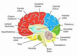 Image result for Human Brain Structure