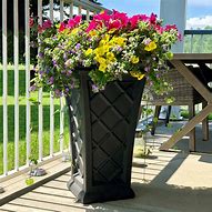 Image result for Outdoor Planter Plants