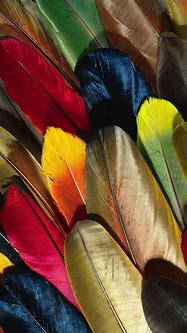 Image result for Apple Wallpaper for iPhone 11 Feather