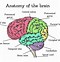 Image result for Complete Brain Diagram