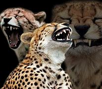 Image result for Cheetah Meme Smile Photo