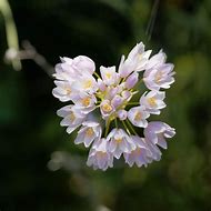 Image result for Allium roseum