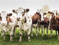 Image result for What Is Cow Tipping