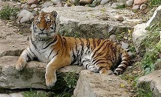 Image result for Adult Male Siberian Tiger