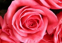 Image result for Apple Pink Rose iPhone