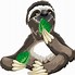 Image result for Sloth iPad Wallpaper