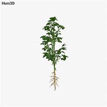 Image result for Soybean Plant Model