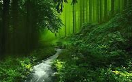 Image result for iPhone Live Wallpaper Nature