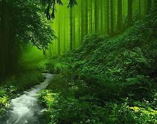Image result for Beautiful Nature Forest Desktop Backgrounds