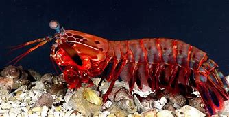 Image result for Lobster Shrimp Animal