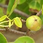 Image result for Pronounce Manchineel Tree