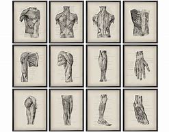 Image result for Large Anatomy Posters