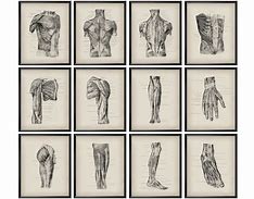 Image result for Vintage Anatomy Study