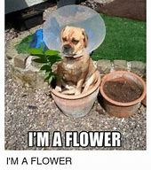 Image result for Sad Flower Meme