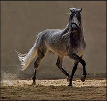 Image result for Dapple Grey Andalusian Horse