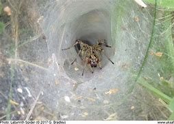 Image result for Funnel-Shaped Spider Web