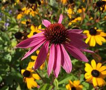 Image result for iPhone 6s Plus Camera Samples