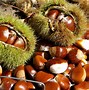Image result for Chestnuts