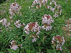 Image result for Saponaria officinalis Alba Plena