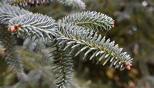 Image result for Abies pinsapo Fatima - ( WB 1 )