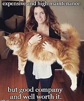 Image result for Expensive Luxury Cat Meme