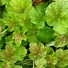 Image result for Heuchera Miracle ®