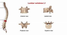 Image result for L1 Lumbar Vertebra