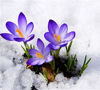 Image result for Free Winter Flower Wallpaper