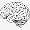 Image result for Brain Drawing Template