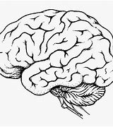 Image result for Blank Brain Diagram to Label