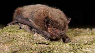 Image result for Nathusius's Pipistrelle