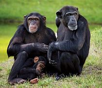 Image result for Chimpanzee