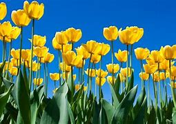 Image result for Image of Spring Flowers with Pink and Green and Yellow