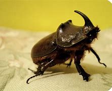 Image result for Unicorn Beetle Camouflage