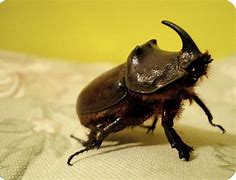 Image result for Unicorn Beetle Heavy Lifting
