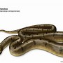Image result for Anaconda Snake Biggest in the World