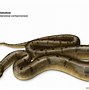Image result for 10 Biggest Snakes in the World
