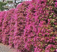 Image result for Shrubs That Grow 6 Feet Tall