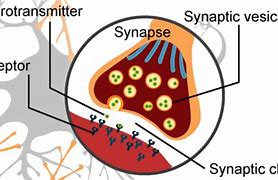 Image result for Synapsis and Crossing Over