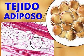 Image result for ariposo