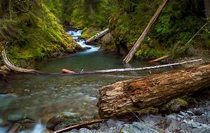 Image result for Moss On Rivers