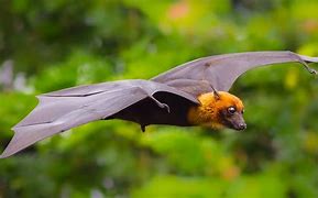 Image result for Cool Bats Animal