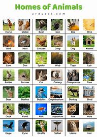 Animal Homes 的图像结果