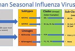 Image result for Influenza A VS B