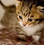 Image result for Free Cute Kitten Wallpaper