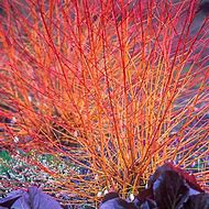 Image result for Cornus controversa Winter Orange